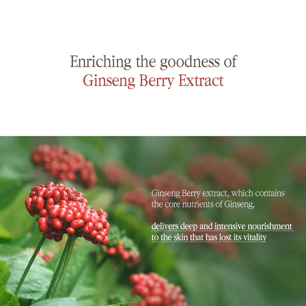 Pyunkang Yul Black Tea Boosting Serum 45mL