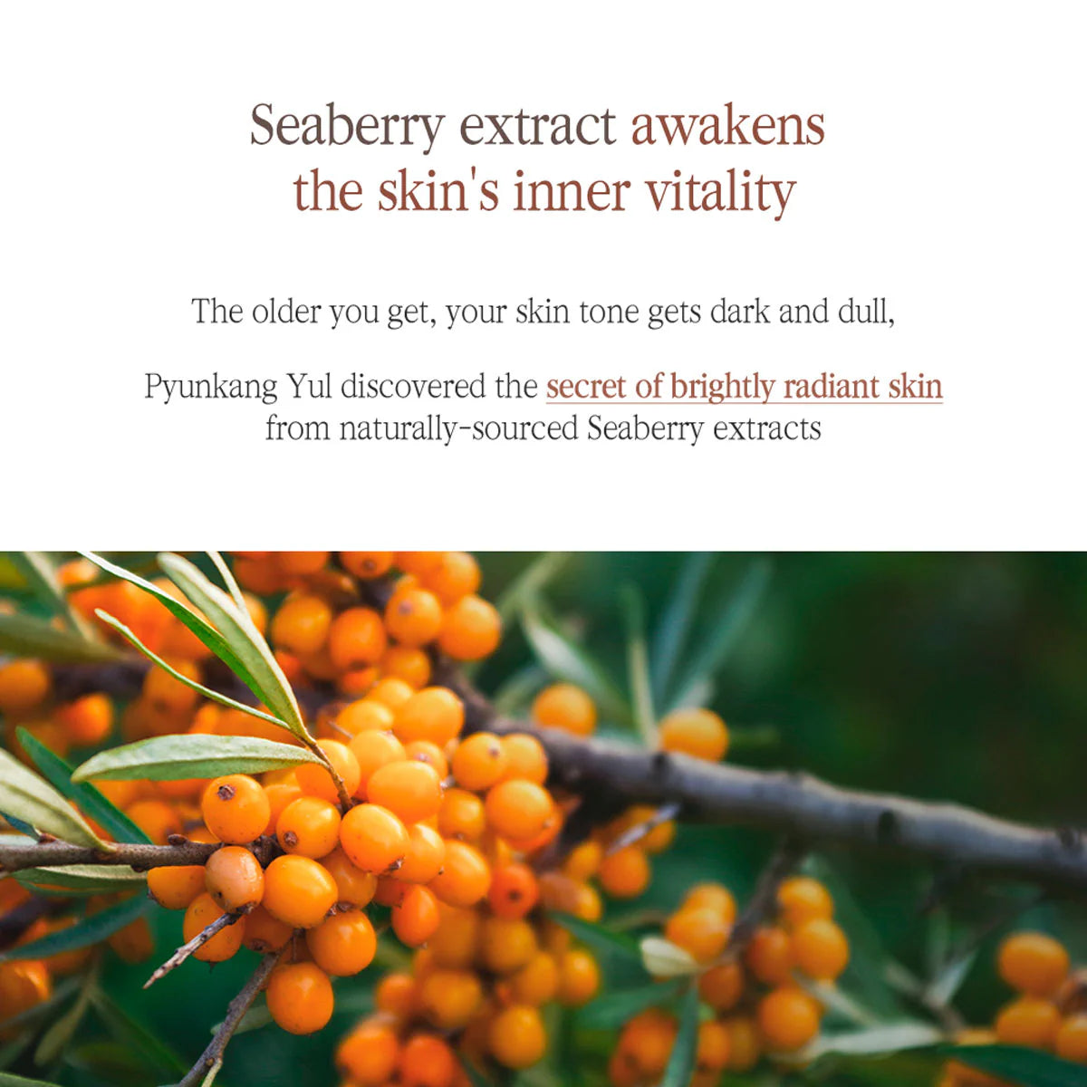 Pyunkang Yul Black Tea Boosting Serum 45mL