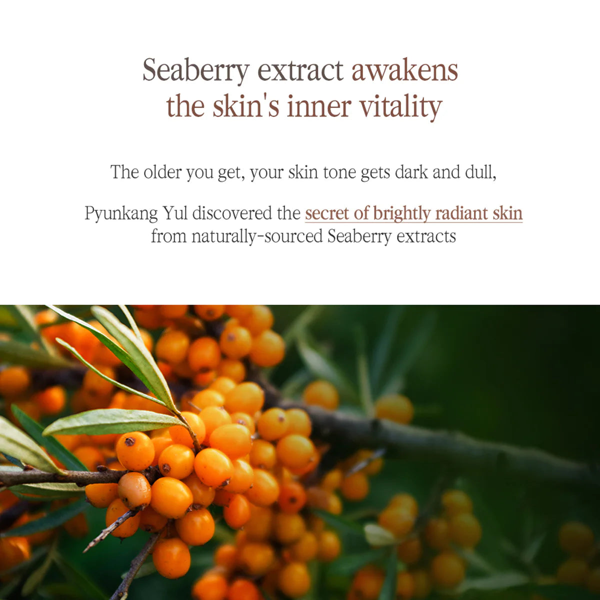 Pyunkang Yul Black Tea Enriched Cream 60ml