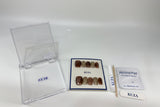 KUZA Press On Nails - Brown Square Cat Eye & Gold Glitter - 8851/8852/8853