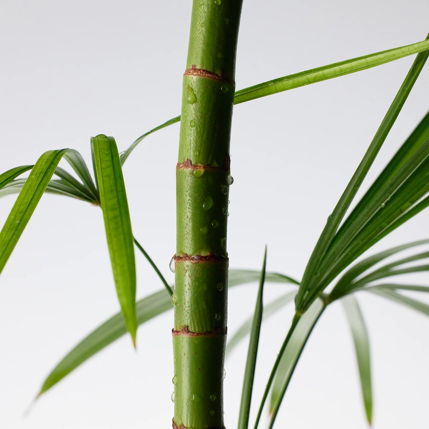 PURITO Mighty Bamboo Panthenol Serum 30mL