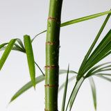 PURITO Mighty Bamboo Panthenol Serum 30mL